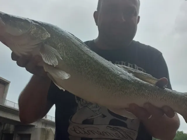Zander