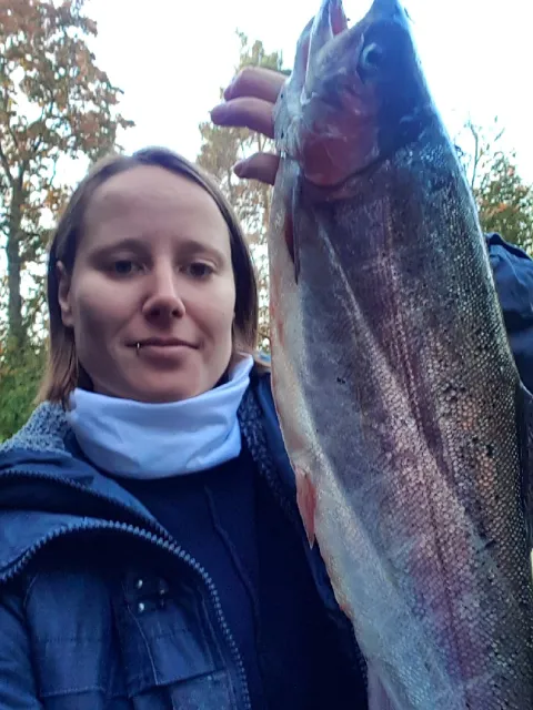 Regenbogenforelle