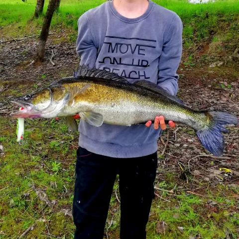 Zander