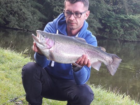 Regenbogenforelle