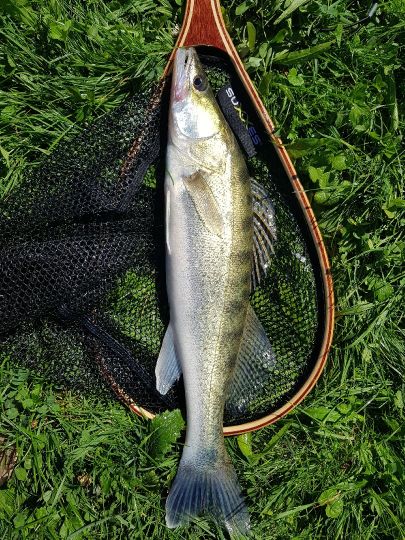Zander