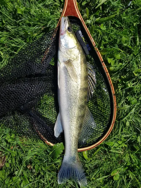 Zander
