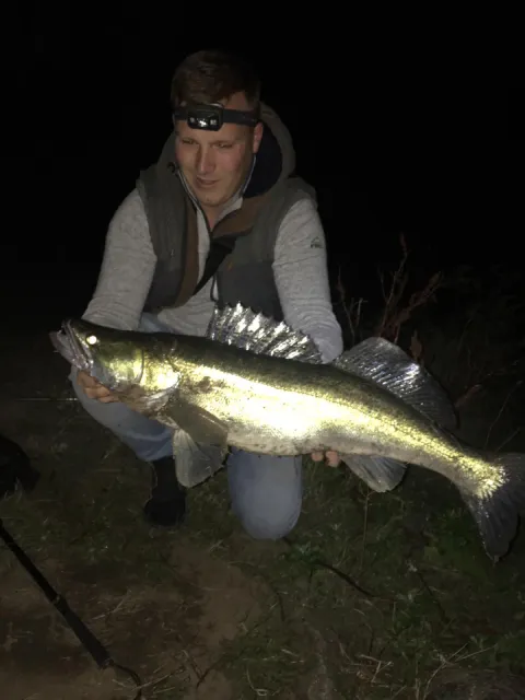 Zander