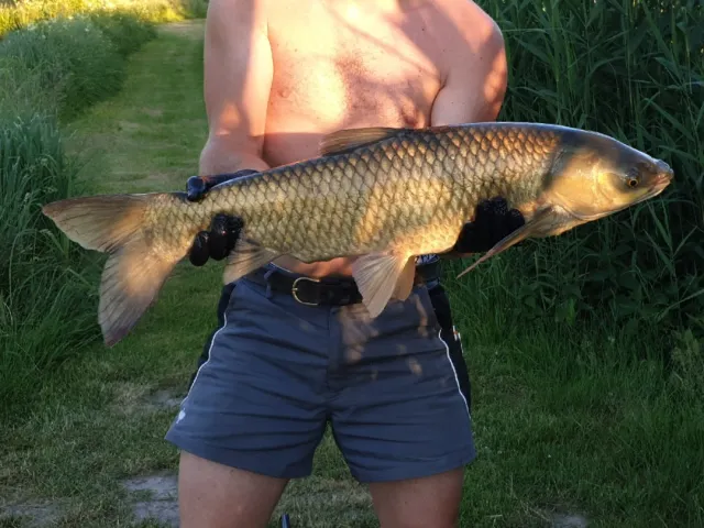 Graskarpfen