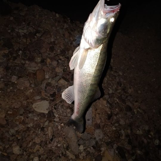 Zander