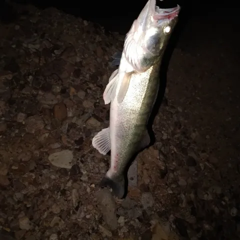 Zander