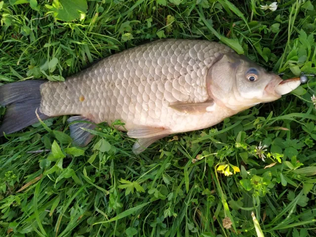 Giebel