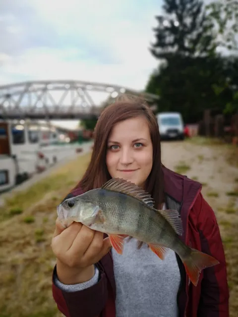 Flussbarsch