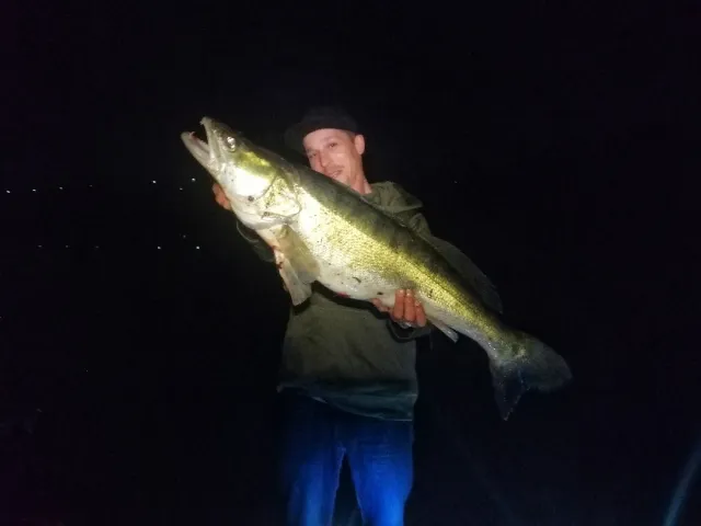 Zander