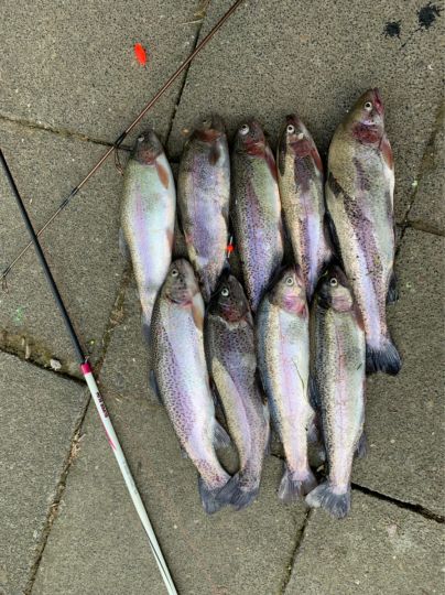 Regenbogenforelle