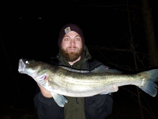 Zander