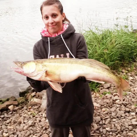 Zander