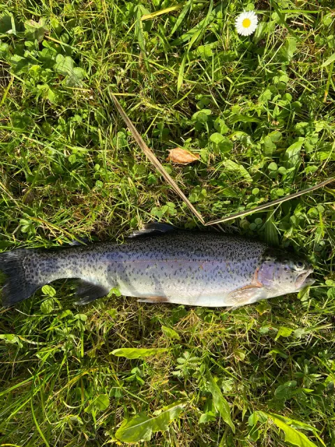 Regenbogenforelle