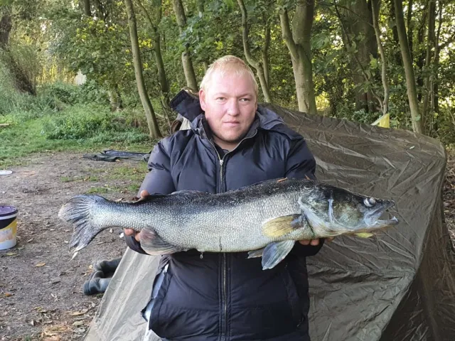 Zander