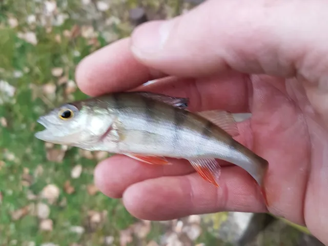 Flussbarsch