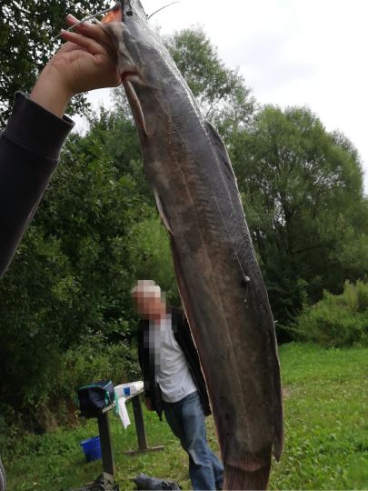 Afrikanischer Raubwels