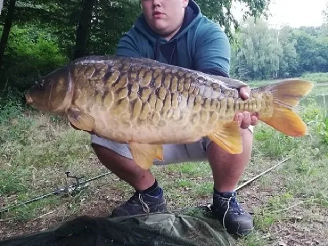 Karpfen