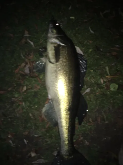 Zander