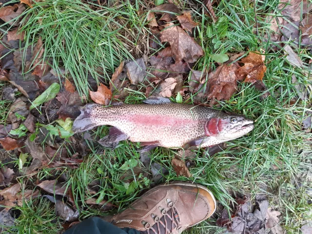 Regenbogenforelle