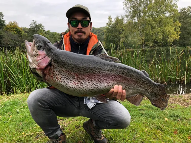 Regenbogenforelle