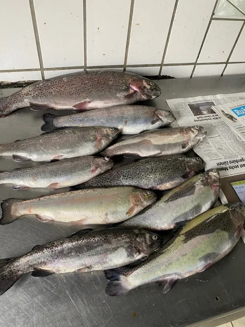 Regenbogenforelle