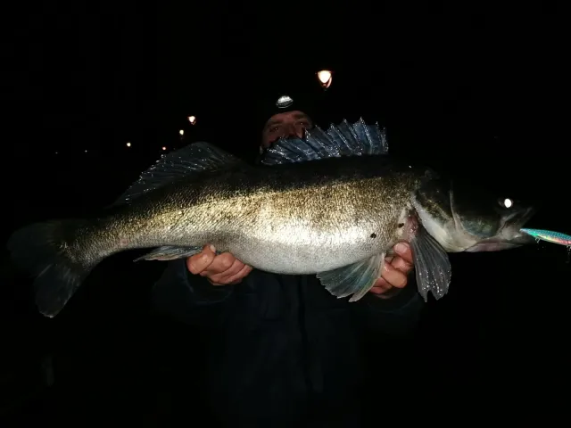 Zander