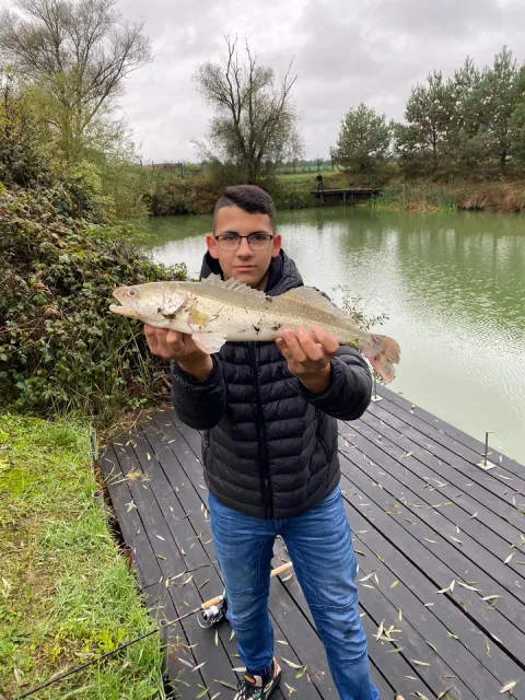 Zander