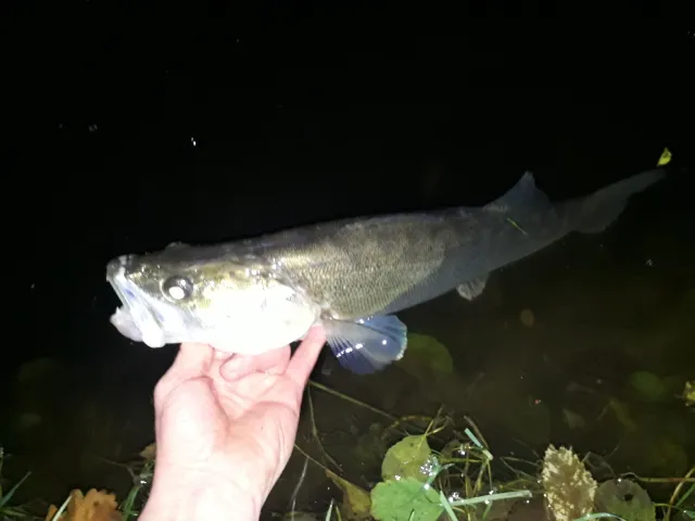 Zander