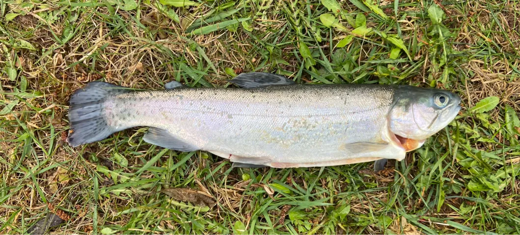 Regenbogenforelle