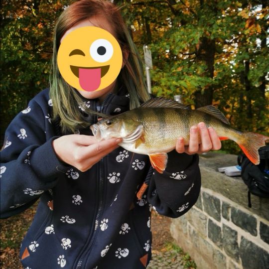 Flussbarsch