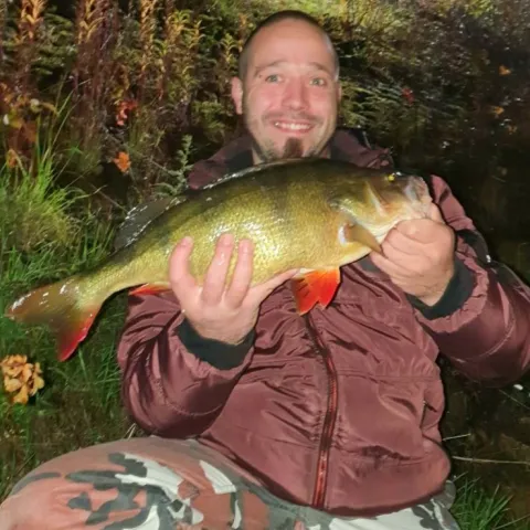 Flussbarsch