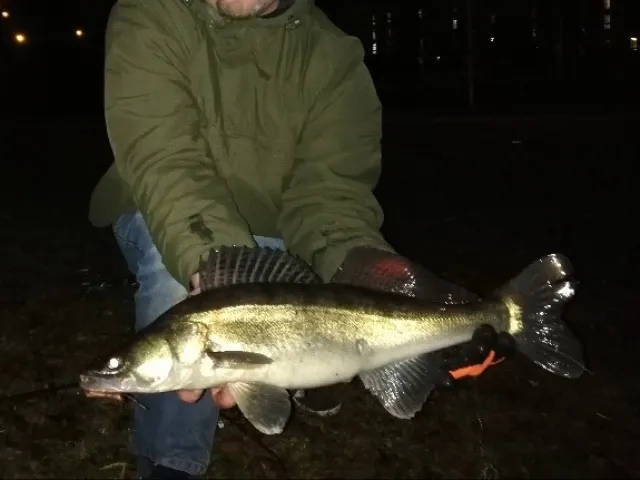 Zander