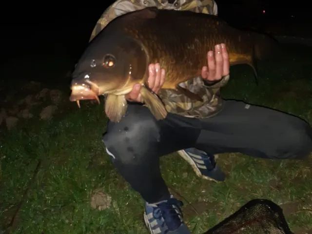 Karpfen