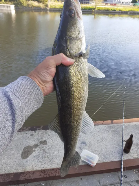 Zander