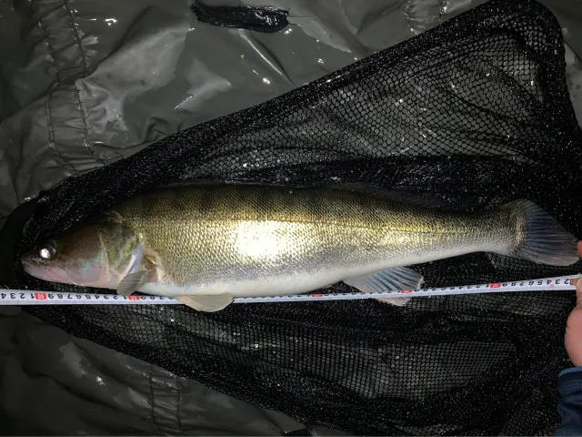 Zander