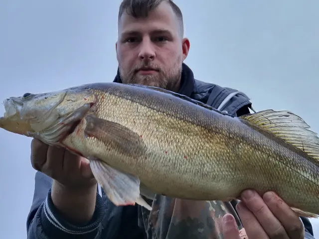 Zander