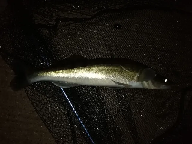 Zander