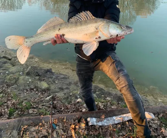 Zander