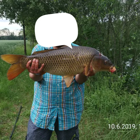Karpfen