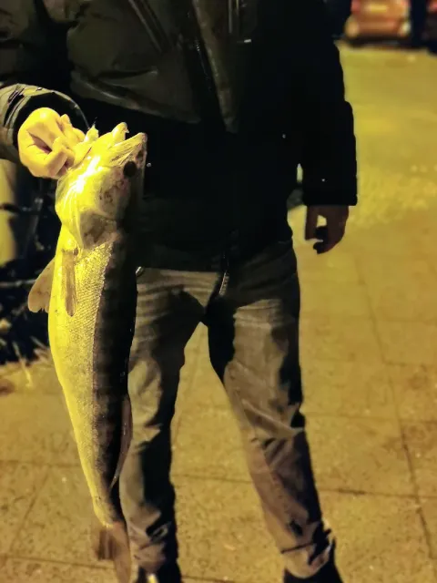 Zander