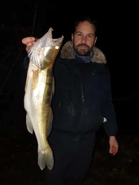 Zander