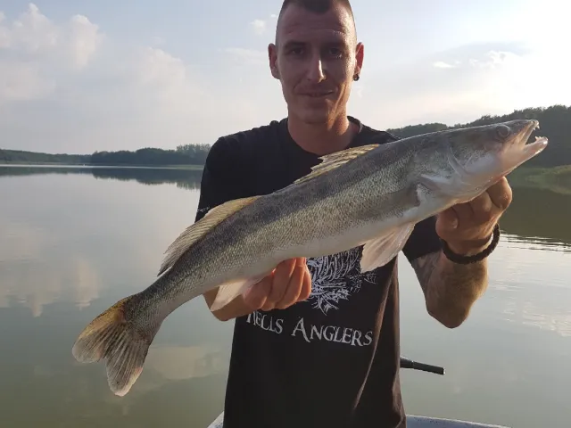 Zander