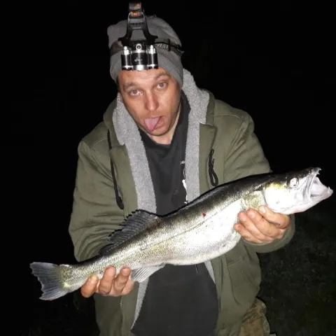 Zander