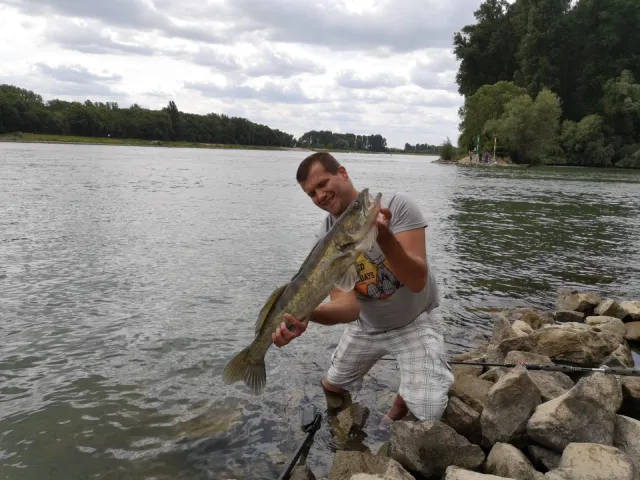Zander