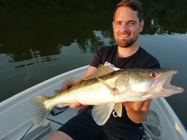 Zander