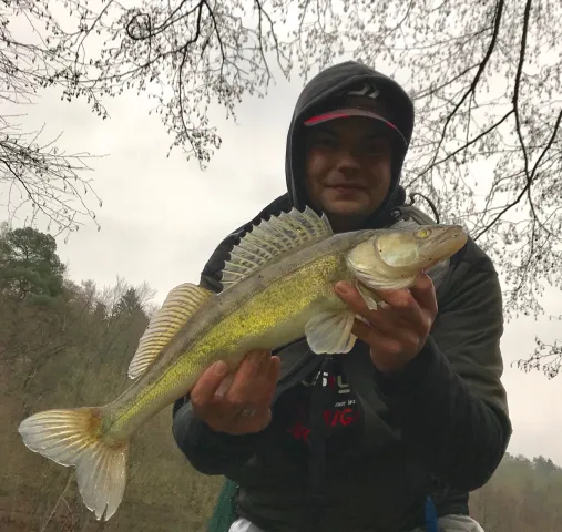 Zander