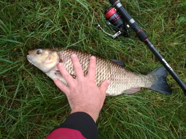 Döbel