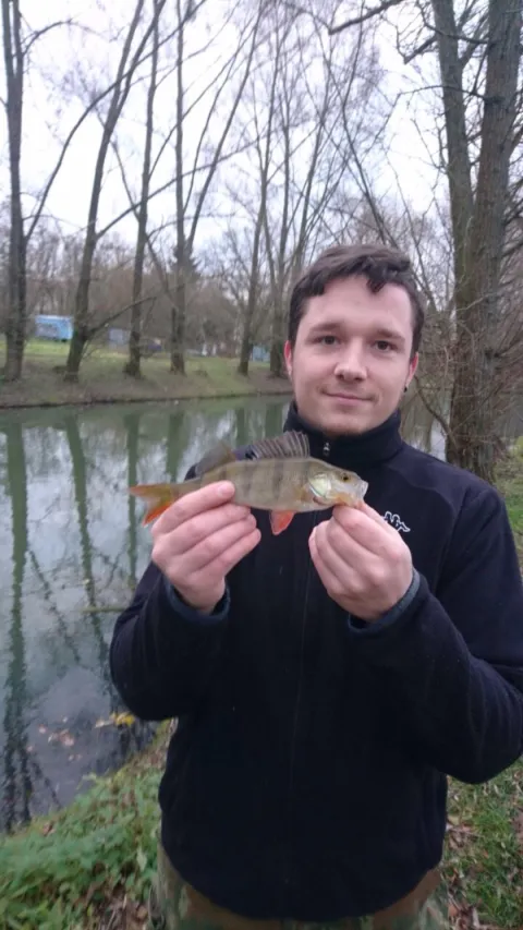 Flussbarsch