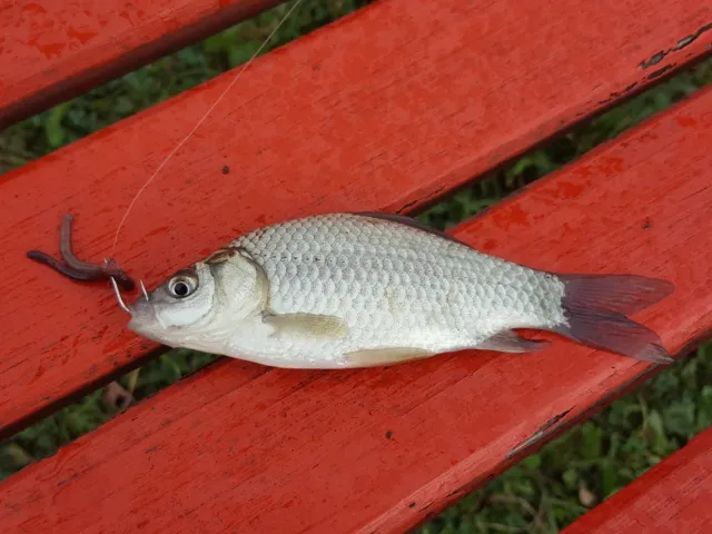 Giebel