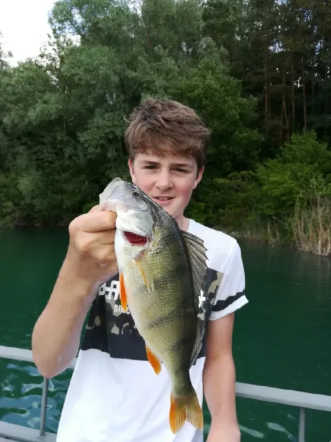 Flussbarsch